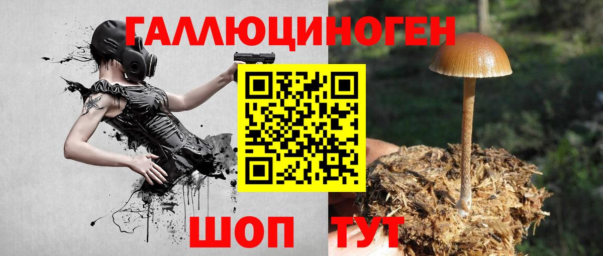 Галлюциногенные грибы Psilocybine cubensis Шали